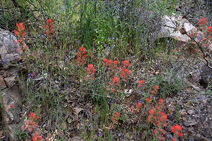 Indian Paintbrush, Sycamore Canyon, April 16, 2015